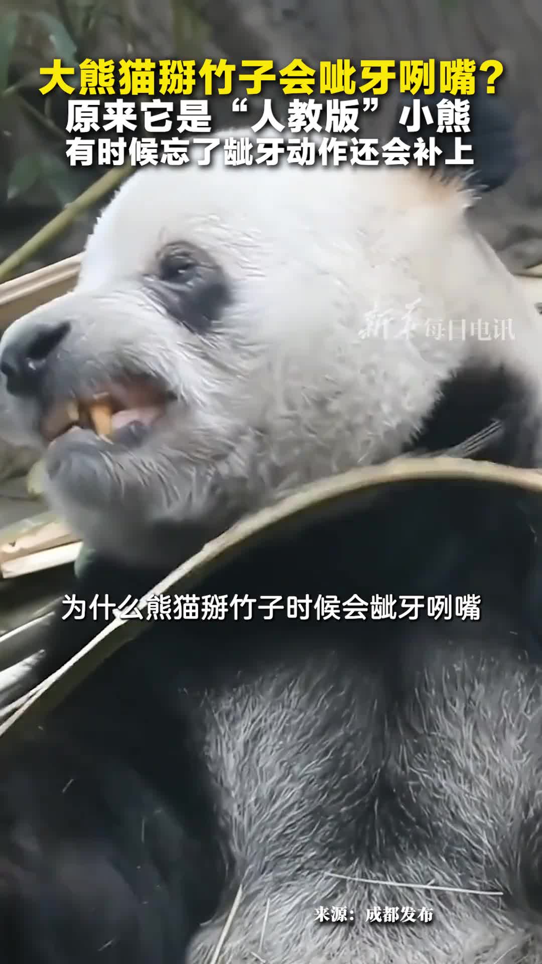 熊猫的学习能力有多强为何有些熊猫一掰竹子就龇牙咧嘴网友一看就是人教版