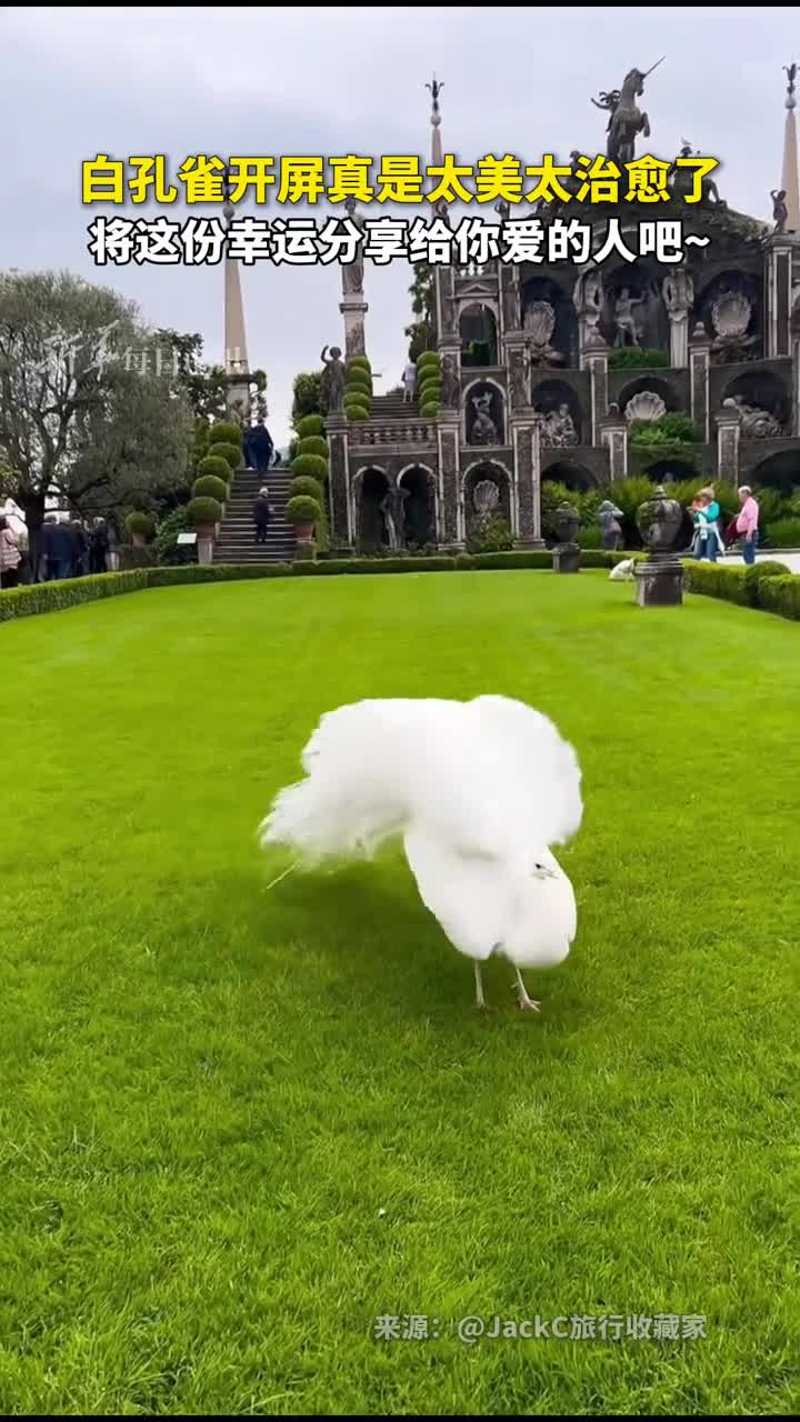 白孔雀开屏真是太美太治愈了将这份幸运分享给你爱的人吧