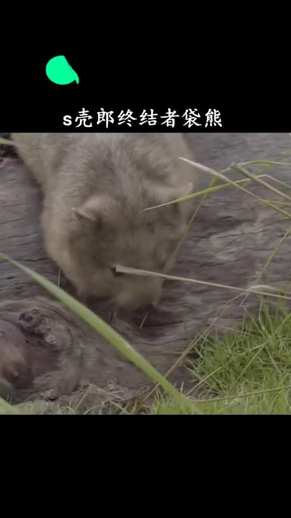 屎壳郎肯定想不到还真有它推不动的s