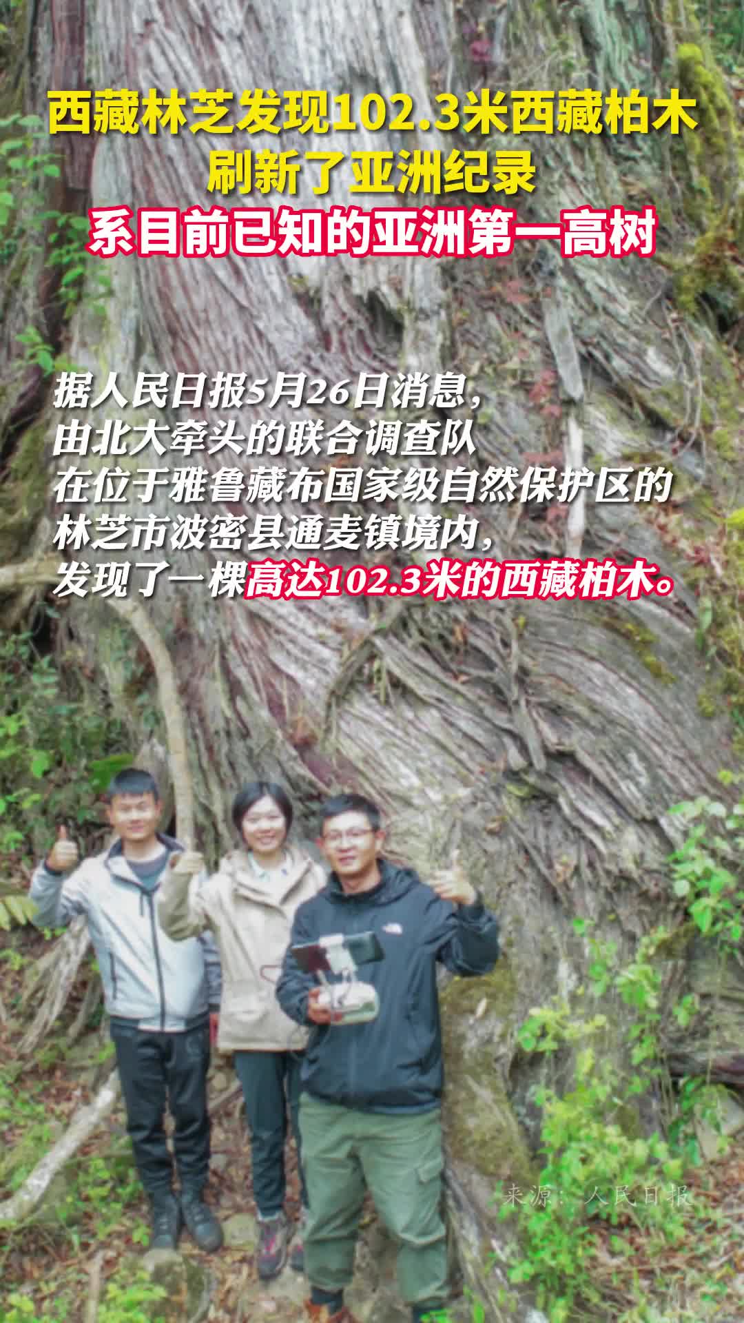 西藏林芝发现1023米西藏柏木刷新了亚洲纪录系目前已知的亚洲第一高树