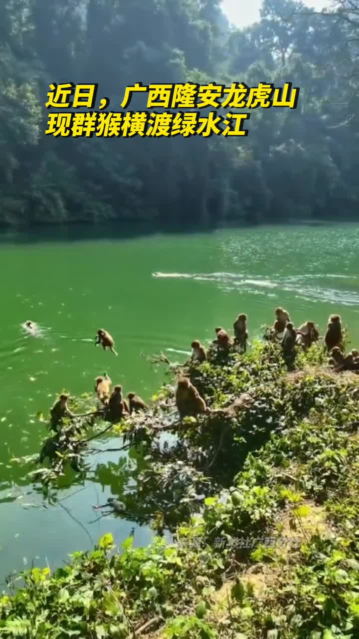 猴群兵分两路横渡绿水江