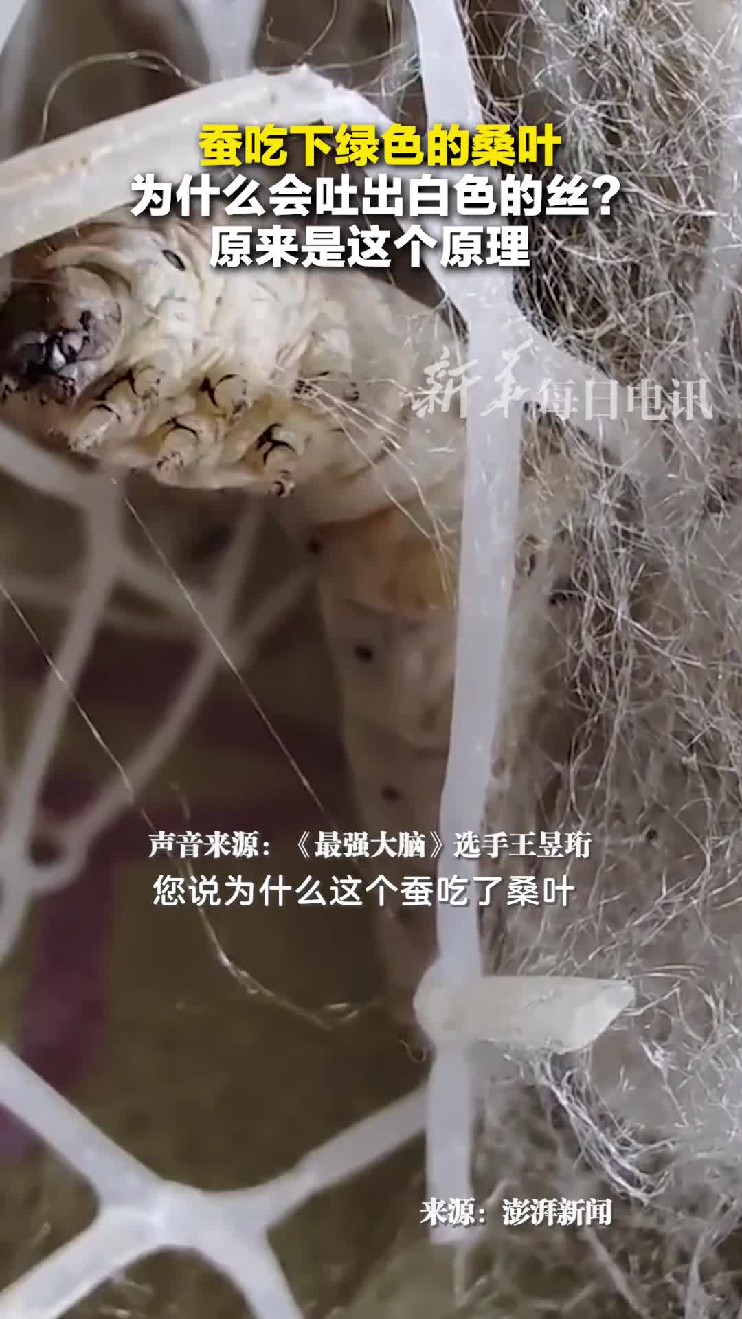 蚕吃下绿色的桑叶为什么会吐出白色的丝原来是这个原理