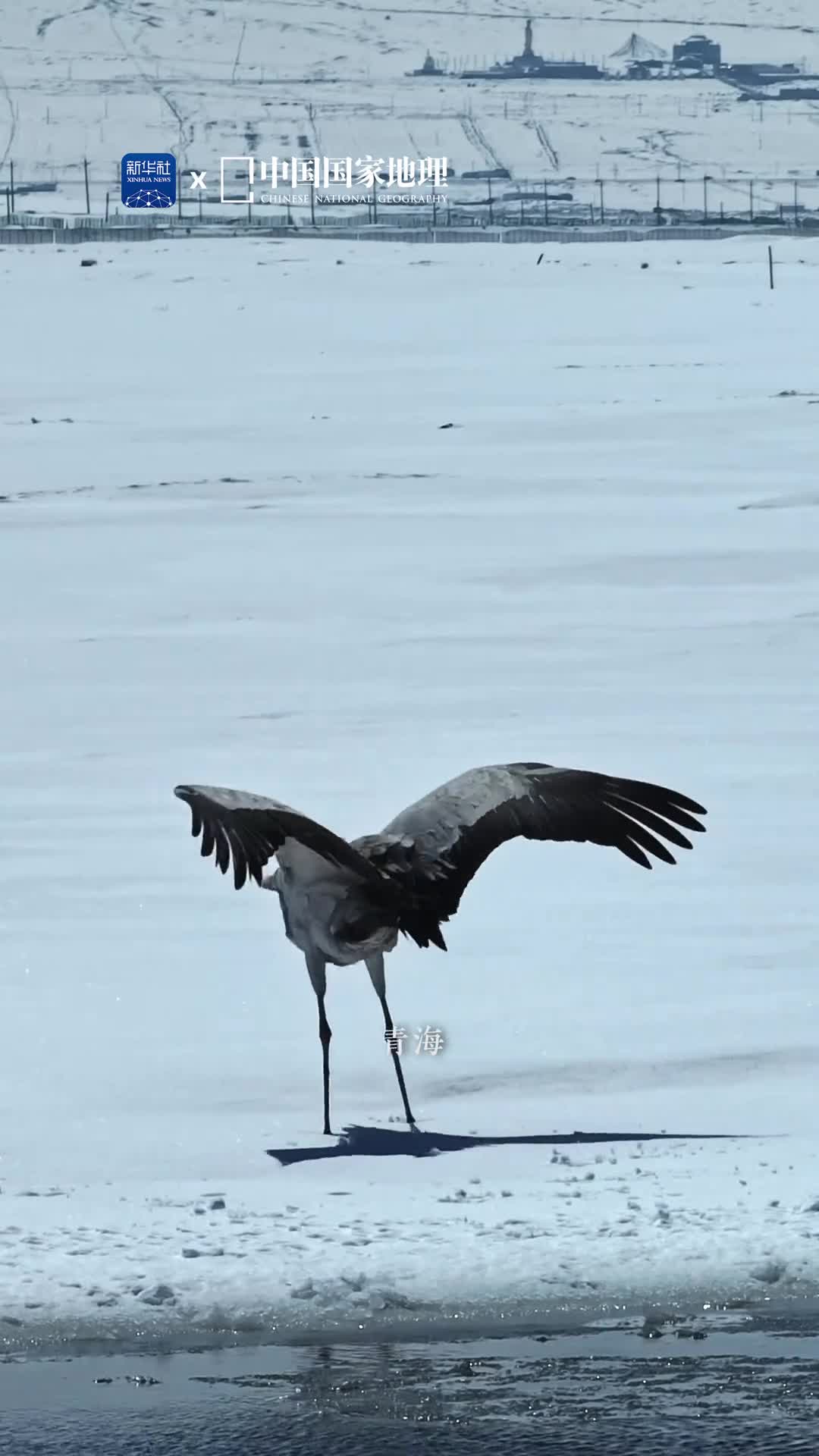 仙鹤的舞姿太优雅了在银装素裹的世界里高原仙鹤黑颈鹤们翩翩起舞优雅的舞姿惊艳绝伦给人以美的享受