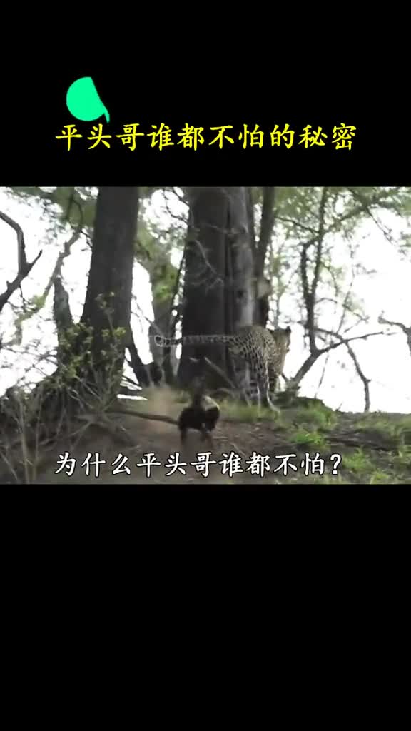 平头哥蜜罐敢和狮子打不是没有原因的