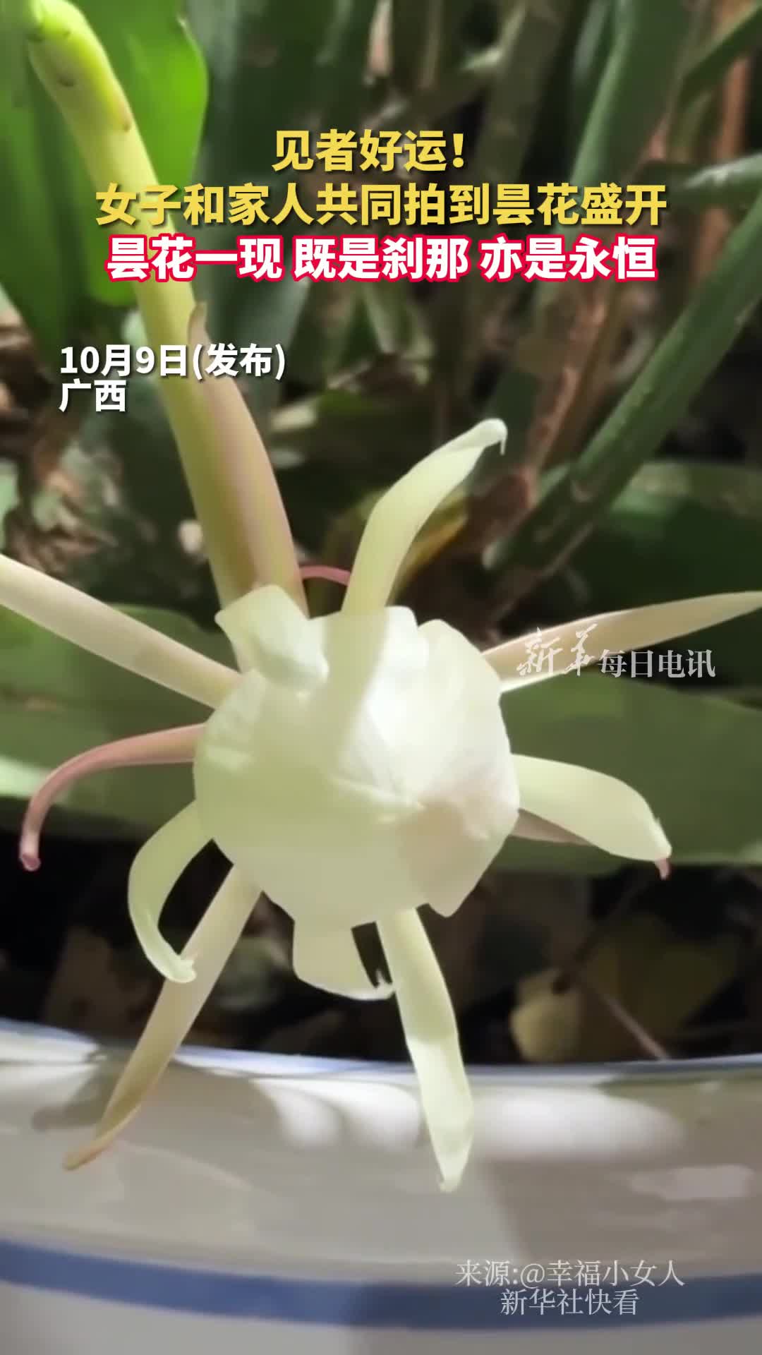 见者好运女子和家人共同拍到昙花盛开昙花一现既是刹那亦是永恒