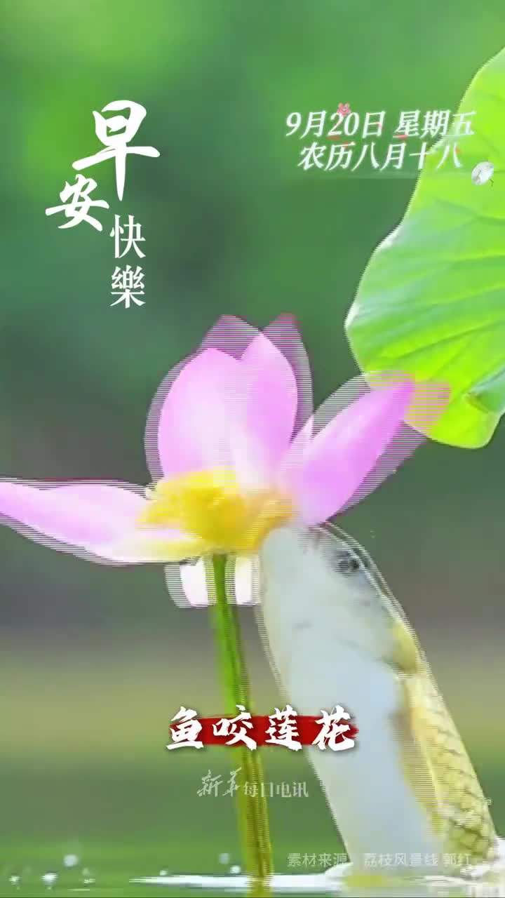 鱼咬莲花莲莲有余今天是农历八月十八祝您和家人万事亨通好运连连早安
