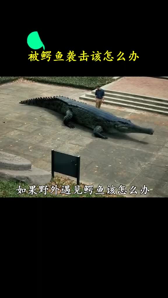 逃避鳄鱼袭击的办法