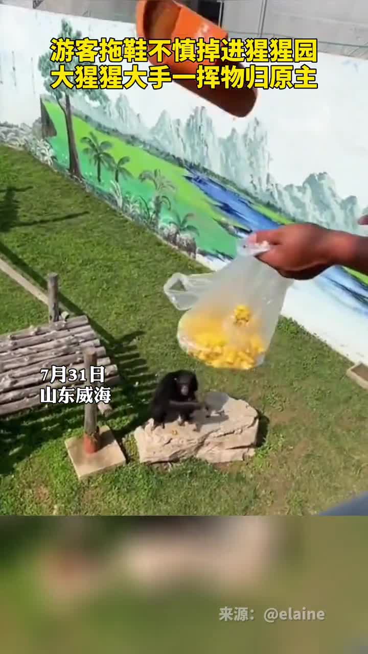 游客拖鞋不慎掉进猩猩园大猩猩大手一挥物归原主