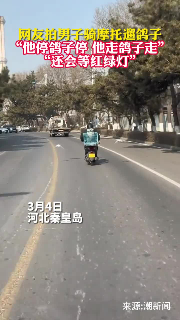 网友拍男子骑摩托遛鸽子他停鸽子停他走鸽子走