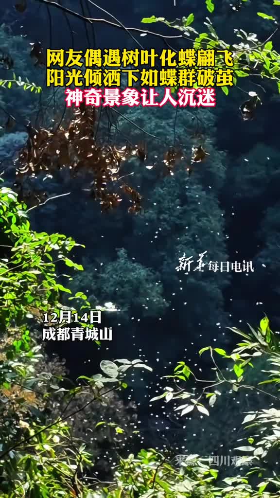 网友偶遇树叶化蝶翩飞阳光倾洒下如蝶群破茧神奇景象让人沉迷