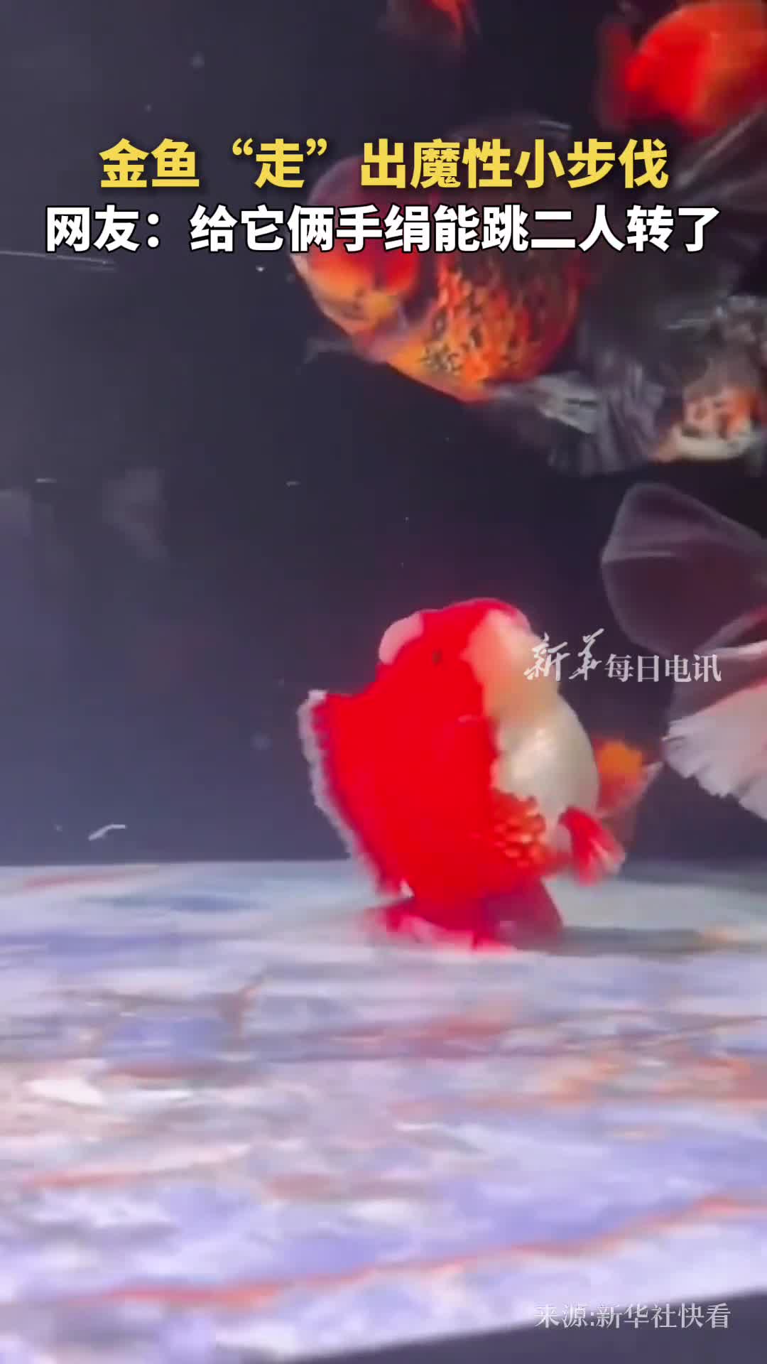 金鱼走出魔性小步伐网友给它俩手绢能跳二人转了