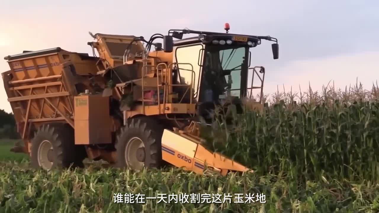 没想到玉米是这样收割制作成薯片的