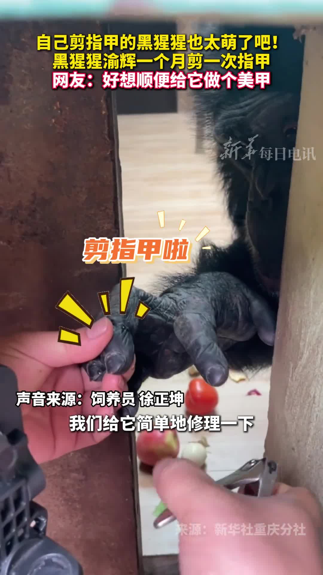 自己剪指甲的黑猩猩也太萌了吧黑猩猩渝辉一个月剪一次指甲网友好想顺便给它做个美甲