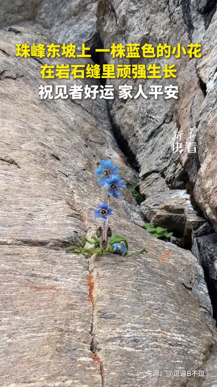 网友徒步珠峰东坡时抬头看见一株蓝色的小花在岩石缝里顽强生长新华社快看