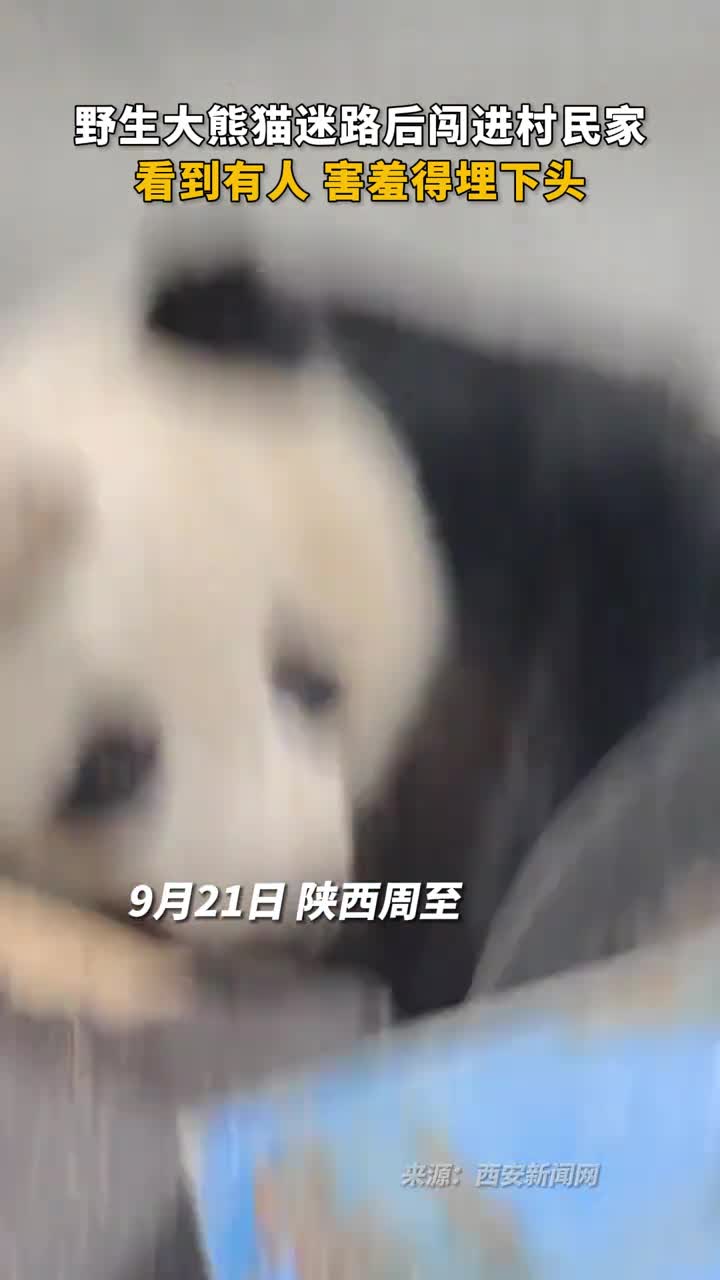 野生大熊猫迷路后闯进村民家看到有人害羞得埋下头