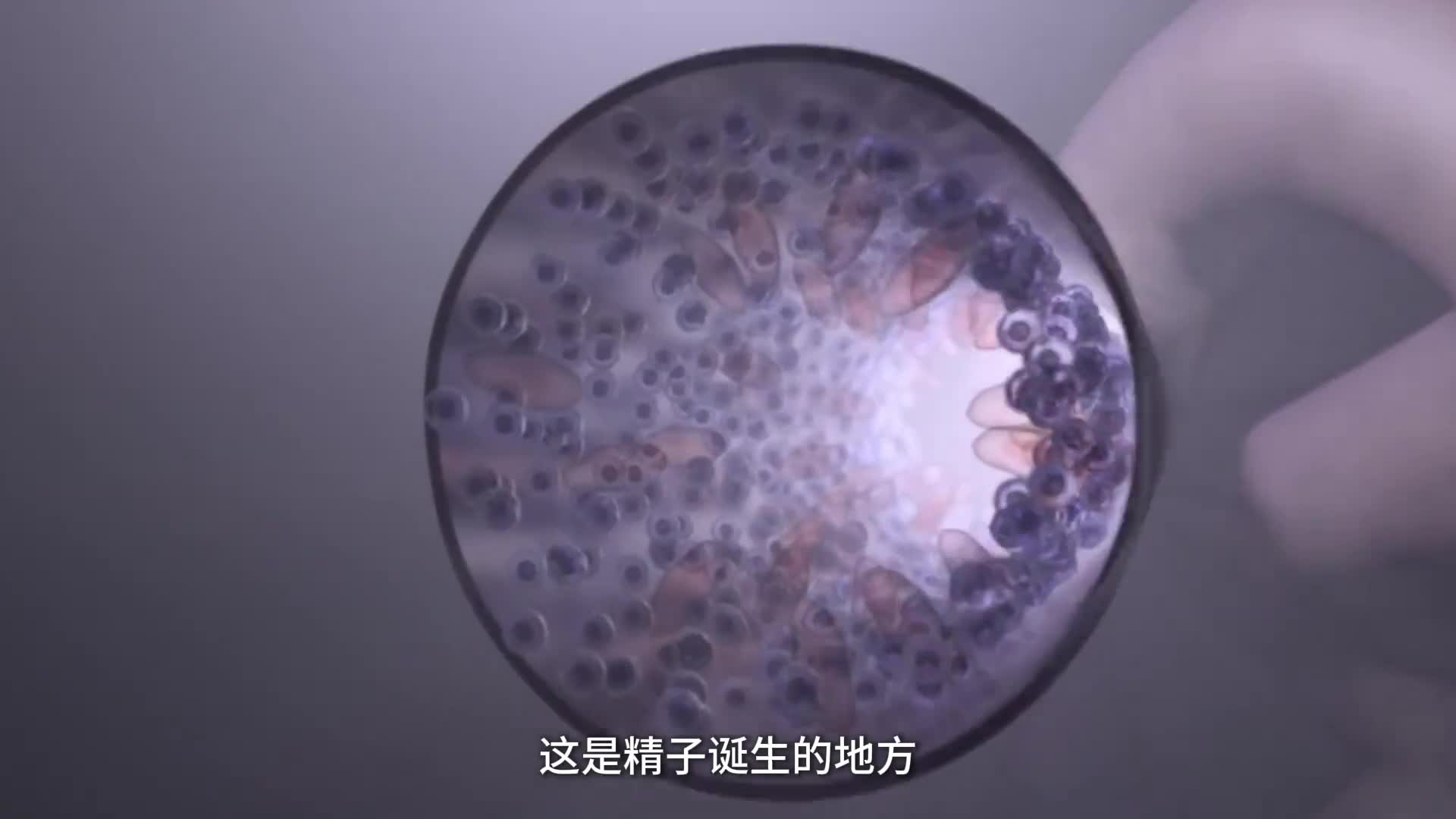 这是精子诞生的地方带你看我们人生中第一场比赛的全过程