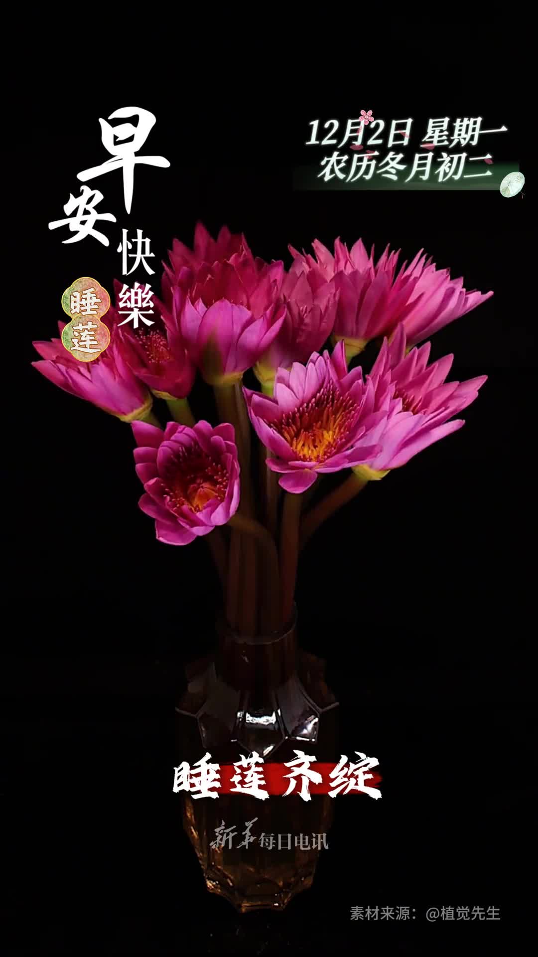 睡莲齐绽福运连连新的一天祝您和家人平安如意万事顺利