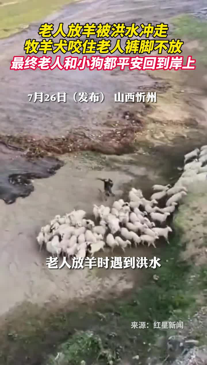 老人放羊被洪水冲走牧羊犬咬住老人裤脚不放最终老人和小狗都平安回到岸上