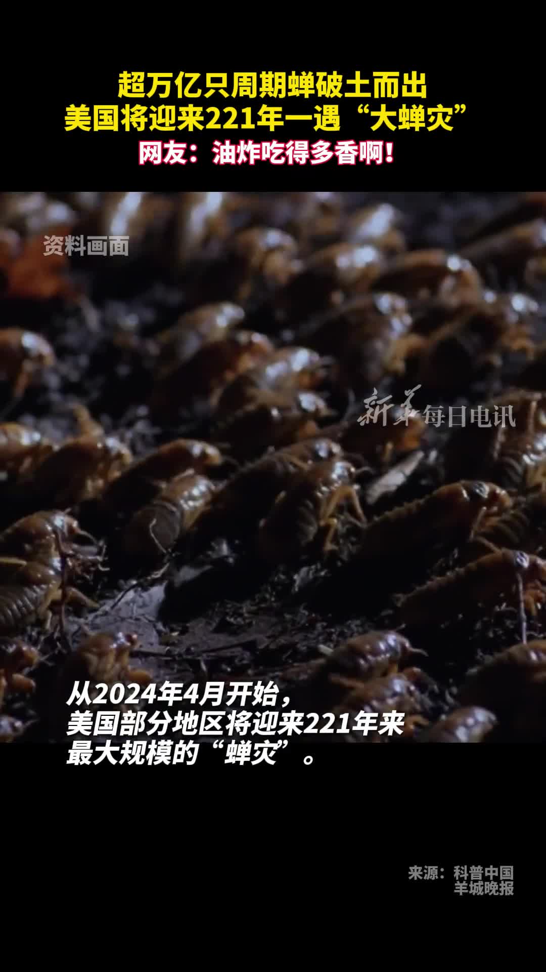 超万亿只周期蝉破土而出美国将迎来221年一遇大蝉灾网友油炸吃得多香啊
