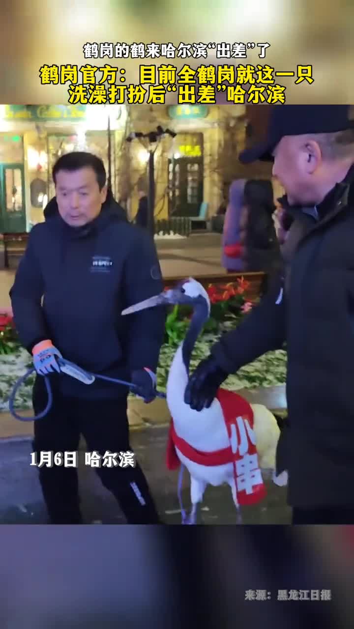 鹤岗的鹤来哈尔滨出差了