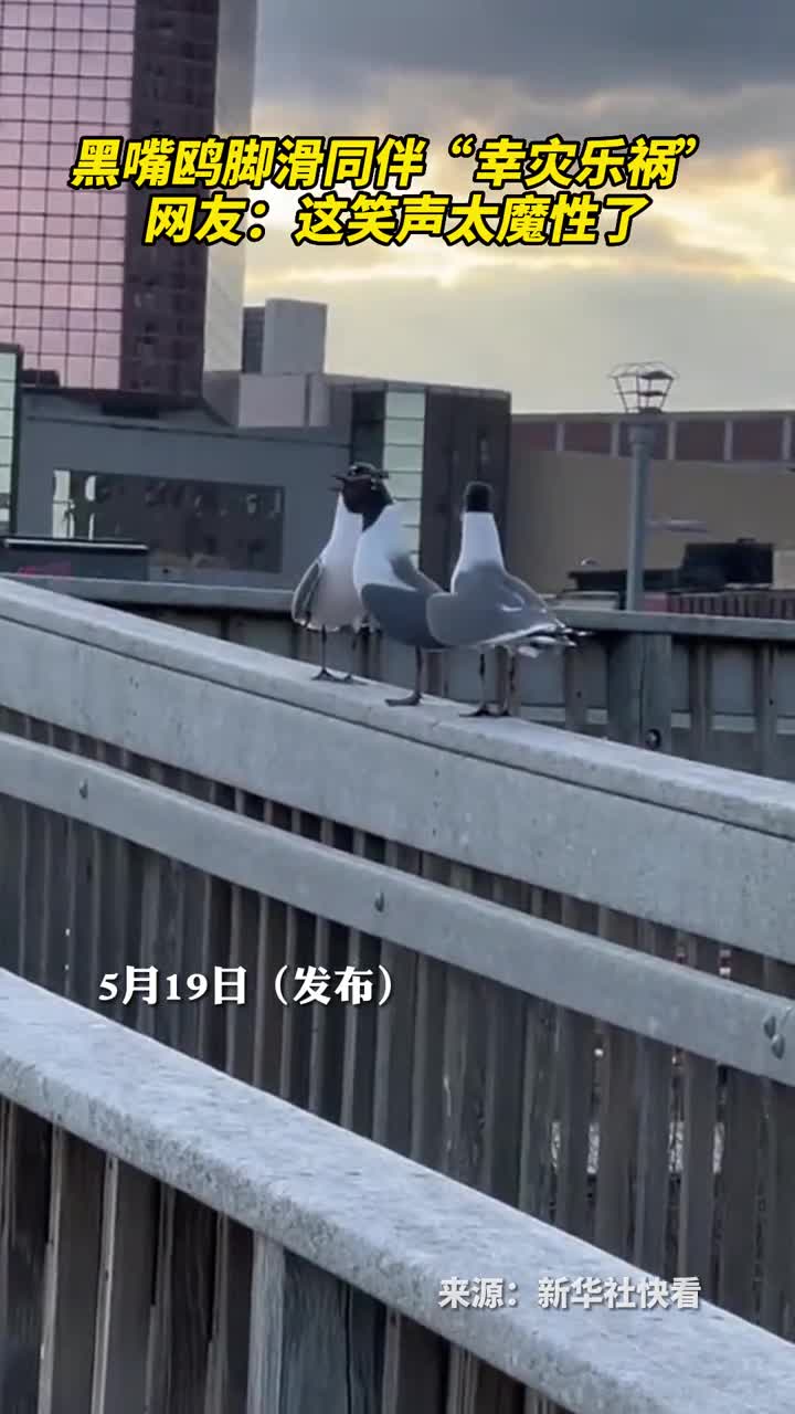 黑嘴鸥脚滑同伴幸灾乐祸网友这笑声太魔性了