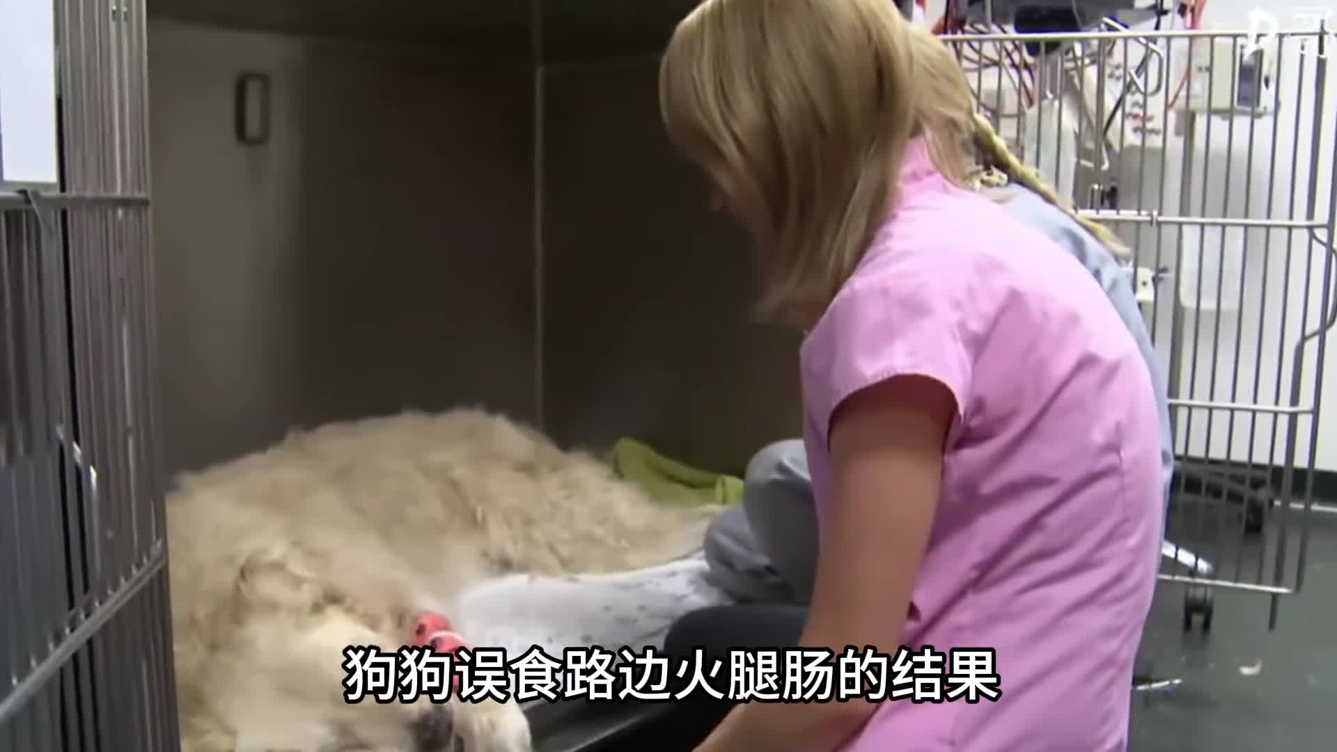 狗狗食物中毒主人备受折磨