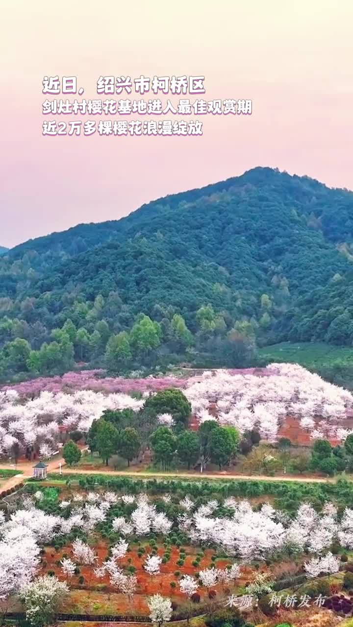 美不胜收浙江柯桥剑灶村樱花基地进入最佳观赏期近2万多棵樱花浪漫绽放