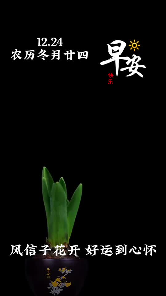 风信子花开好运到心怀新的一天愿您平安吉祥鸿运当头