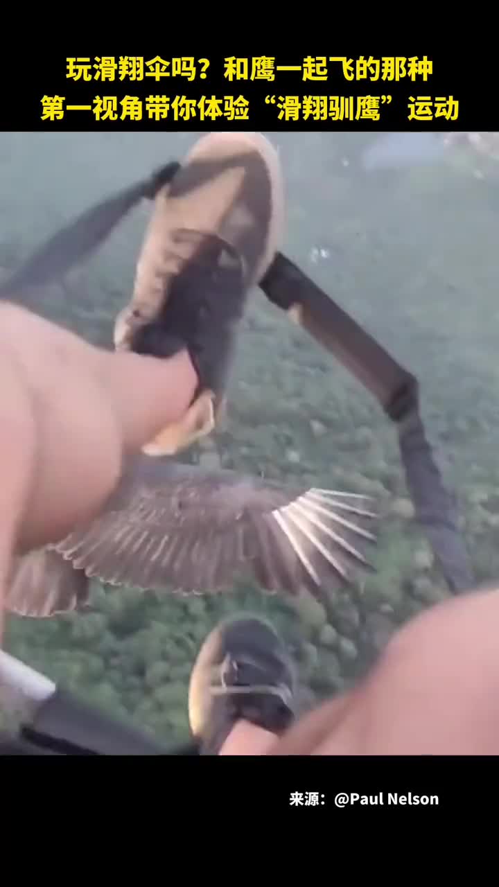 玩滑翔伞吗和鹰一起飞的那种