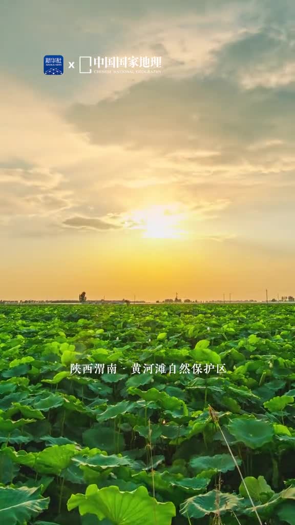 仲夏时节黄河岸边生机盎然碧田绿野如诗云朵堆叠如棉花糖万物热情生命美好这里是位于陕西渭南的黄河滩自然保护区