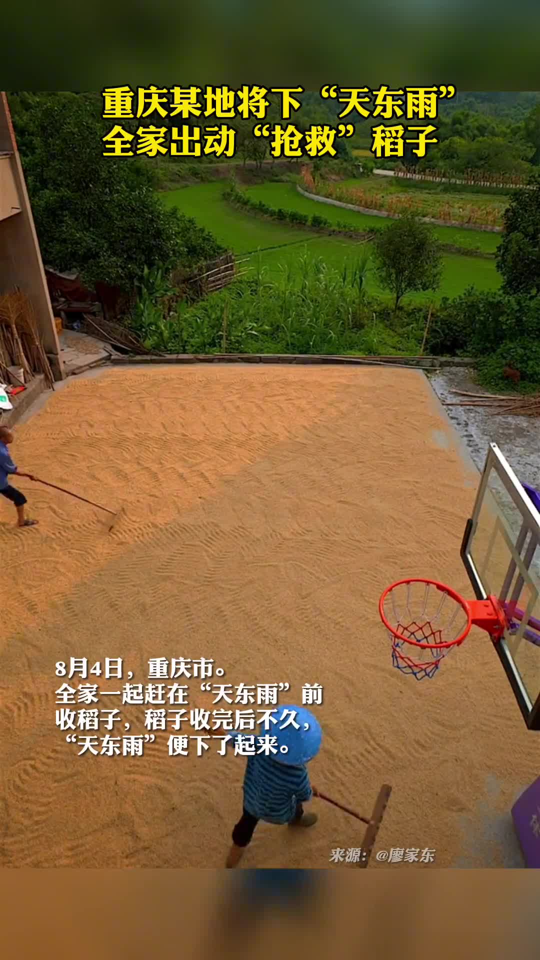 重庆某地将下天东雨全家出动抢救稻子