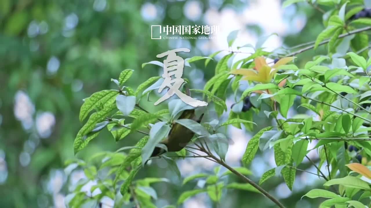 仲夏之月万物方盛夏至愿属于你的美好如约而至