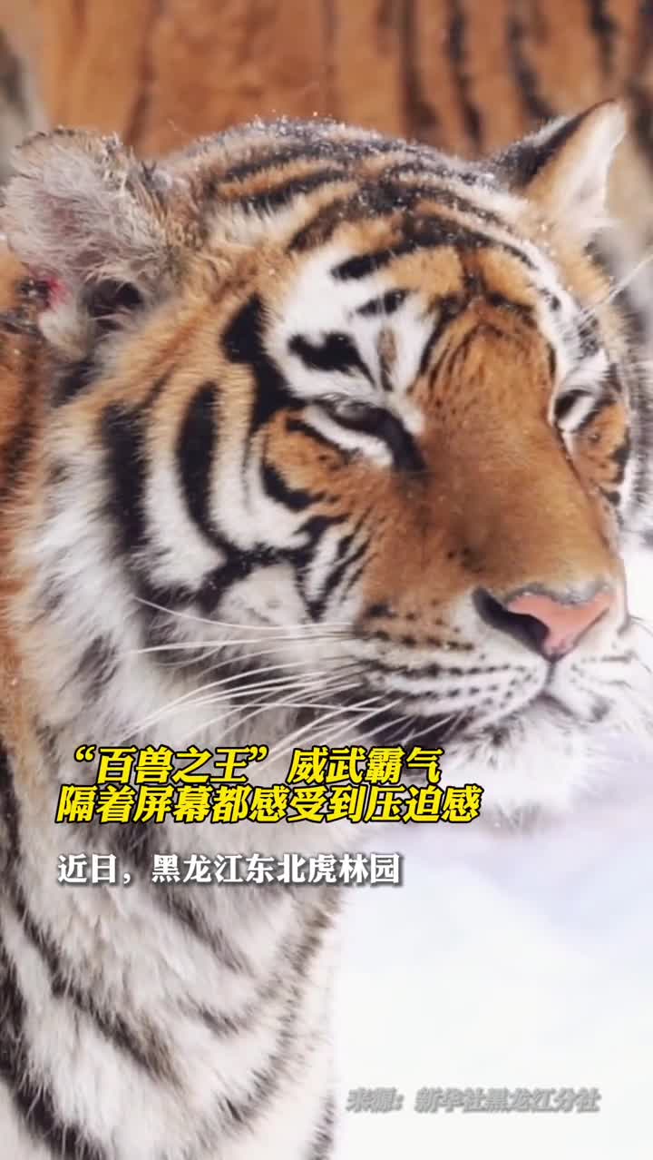 近日在黑龙江东北虎林园东北虎在散放区的雪地上活动