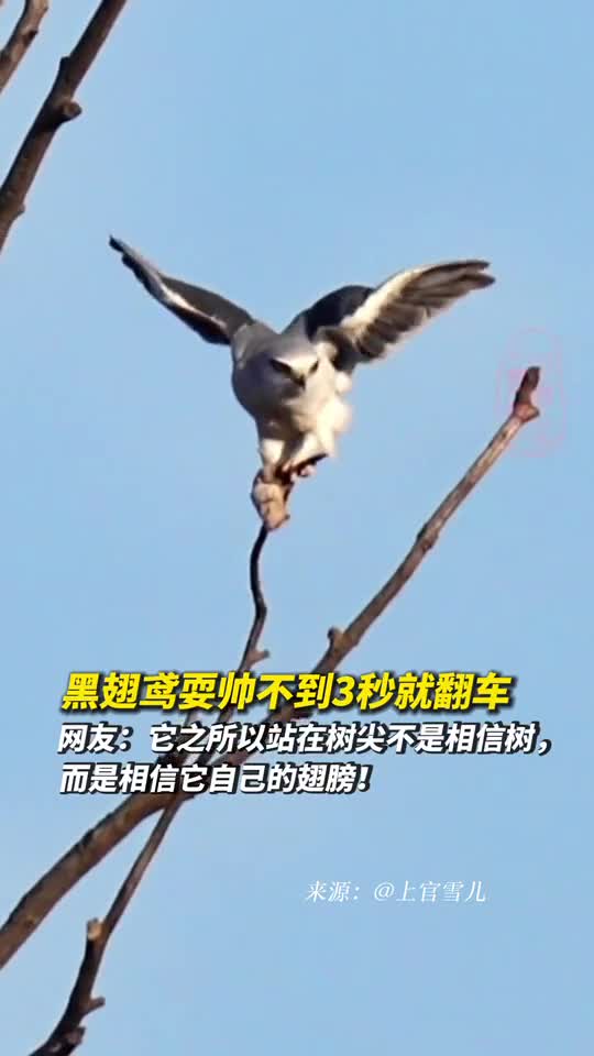 黑翅鸢耍帅不到3秒就翻车网友它之所以站在树尖不是相信树而是相信它自己的翅膀
