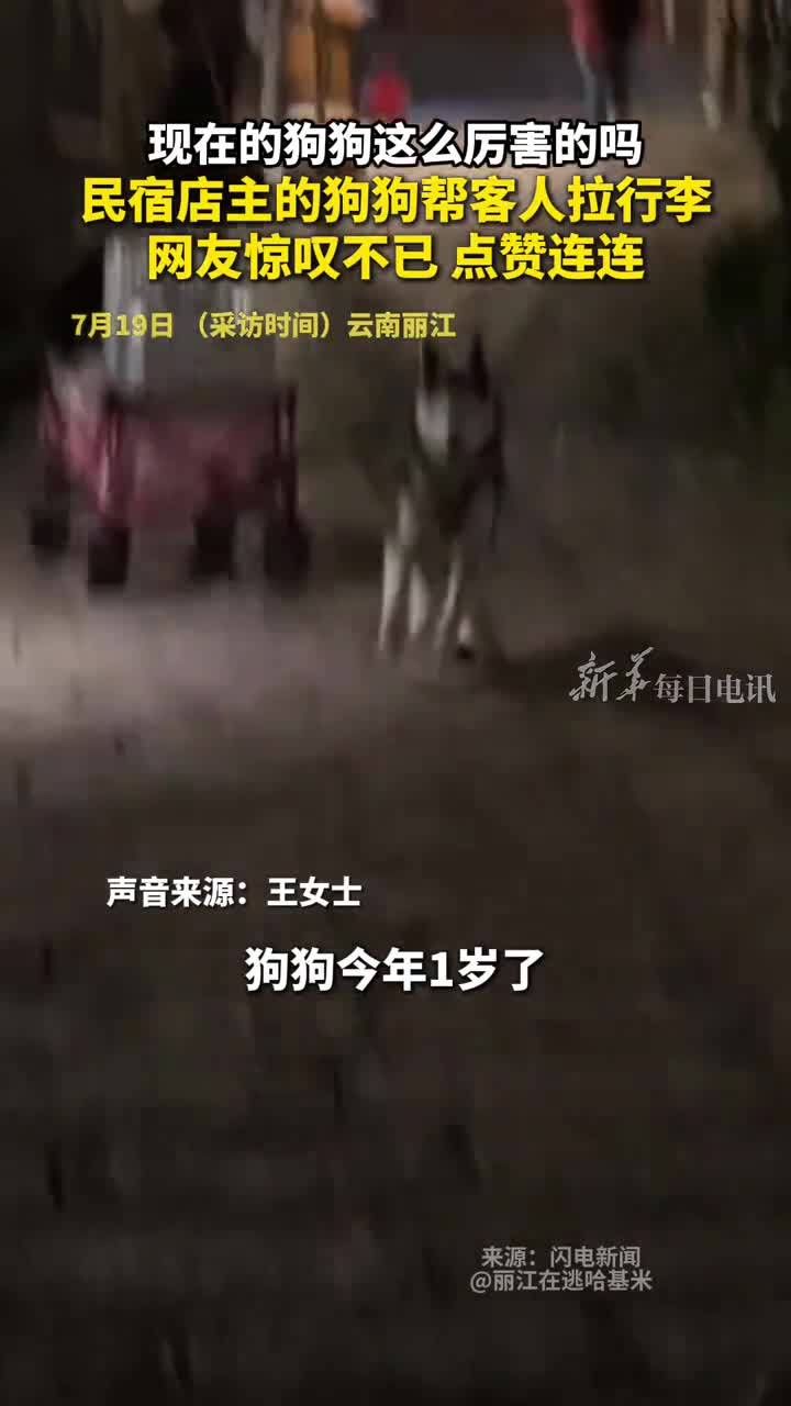 现在的狗狗这么厉害的吗民宿店主的狗狗帮客人拉行李网友惊叹不已点赞连连丽江在逃哈基米