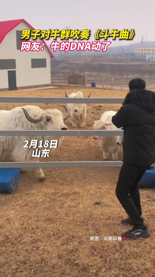 男子对牛群吹奏斗牛曲网友牛的DNA动了