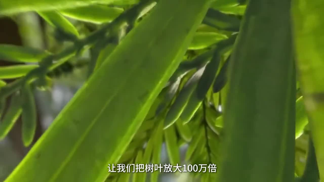 树叶是如何产生氧气的让我们把树叶放大100万倍看看内部原理