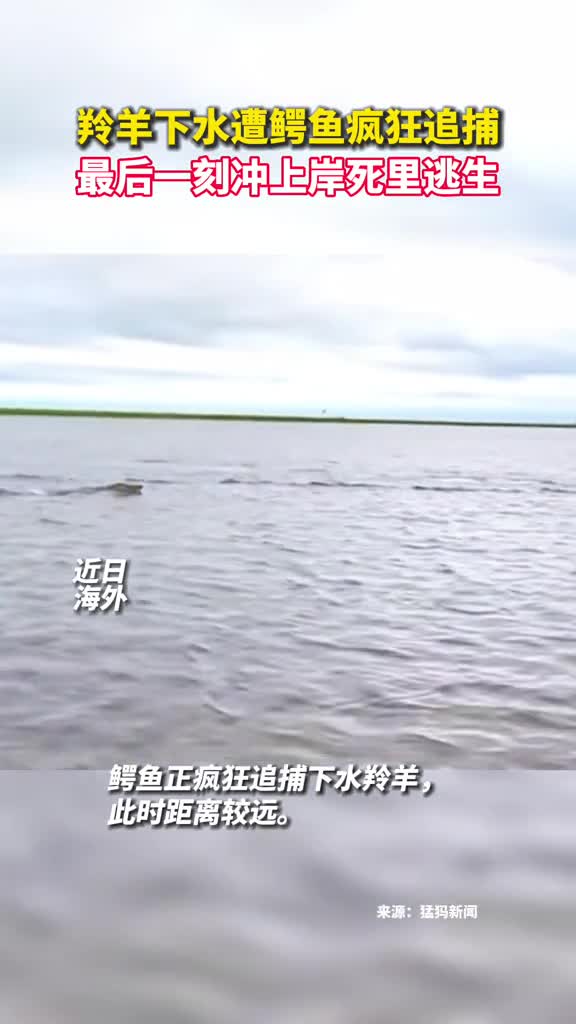 羚羊下水遭鳄鱼疯狂追捕最后一刻冲上岸死里逃生