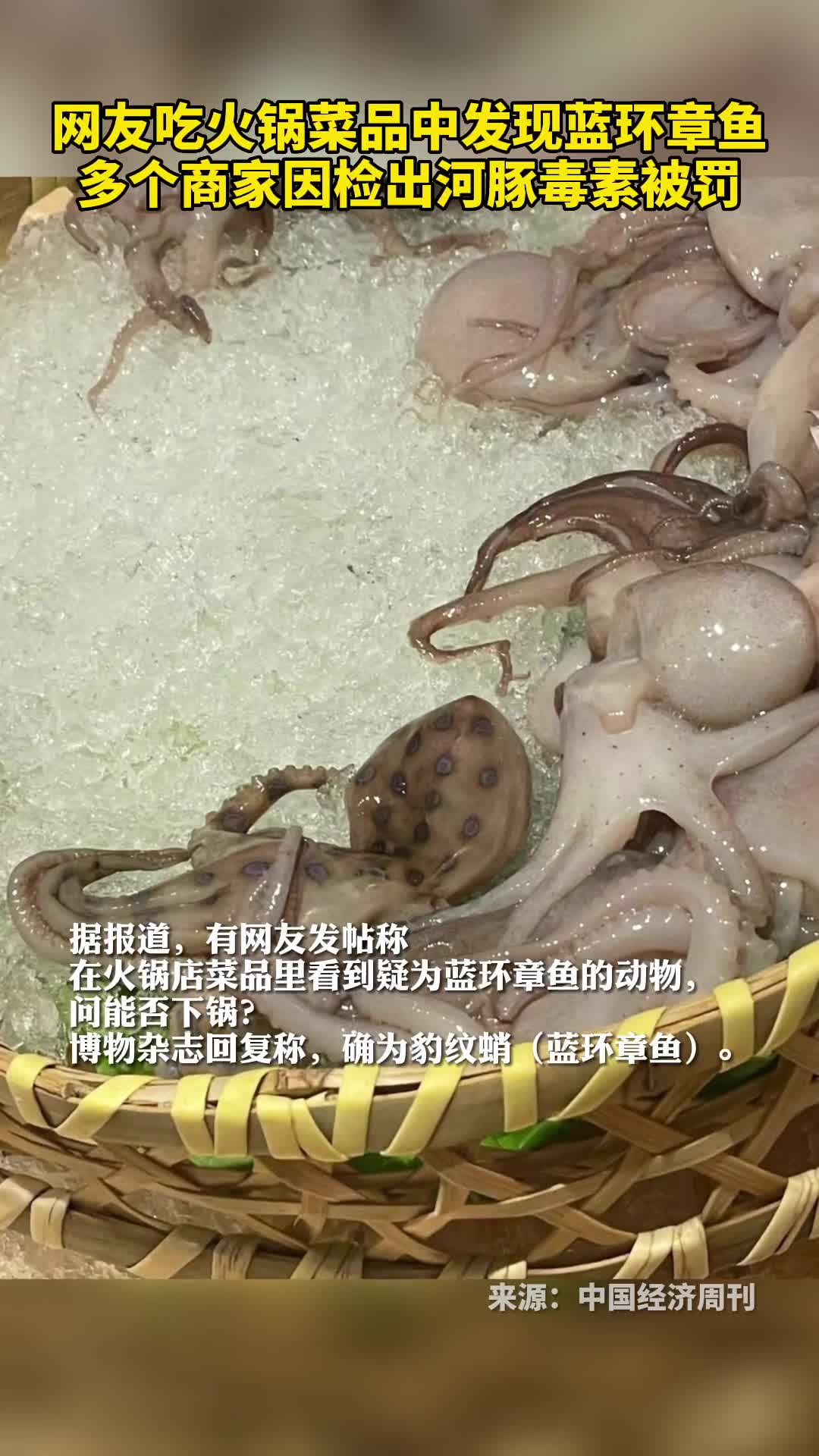 网友吃火锅菜品中发现蓝环章鱼多个商家因检出河豚毒素被罚