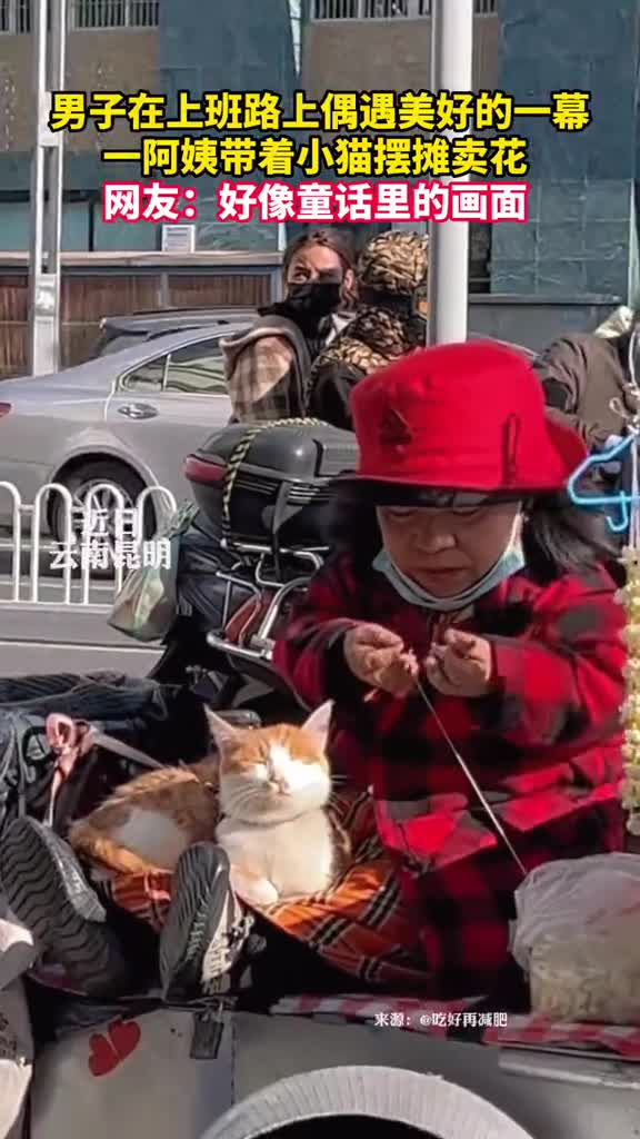 男子在上班路上偶遇美好的一幕一阿姨带着小猫摆摊卖花网友好像童话里的画面