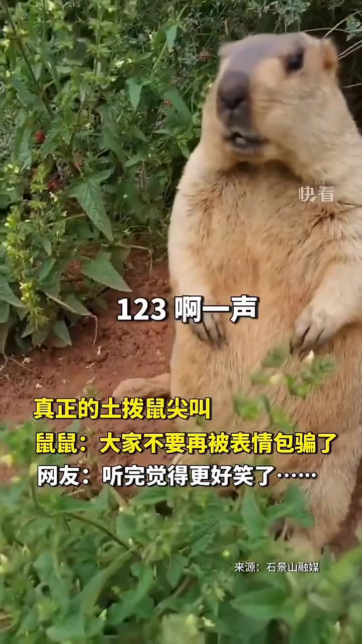 真正的土拨鼠尖叫鼠鼠大家不要再被表情包骗了网友听完觉得更好笑了新华社快看