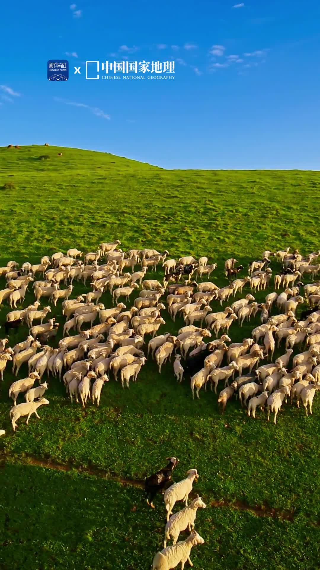 在四川凉山也能看到如新疆喀拉峻的立体草原景观甘洛九环地为古夷平面剥蚀形成的丘状山原地貌点点牛羊悠闲漫步于曲线优美的山坡赏心悦目的清凉和静谧随着无边绿意扑面而来