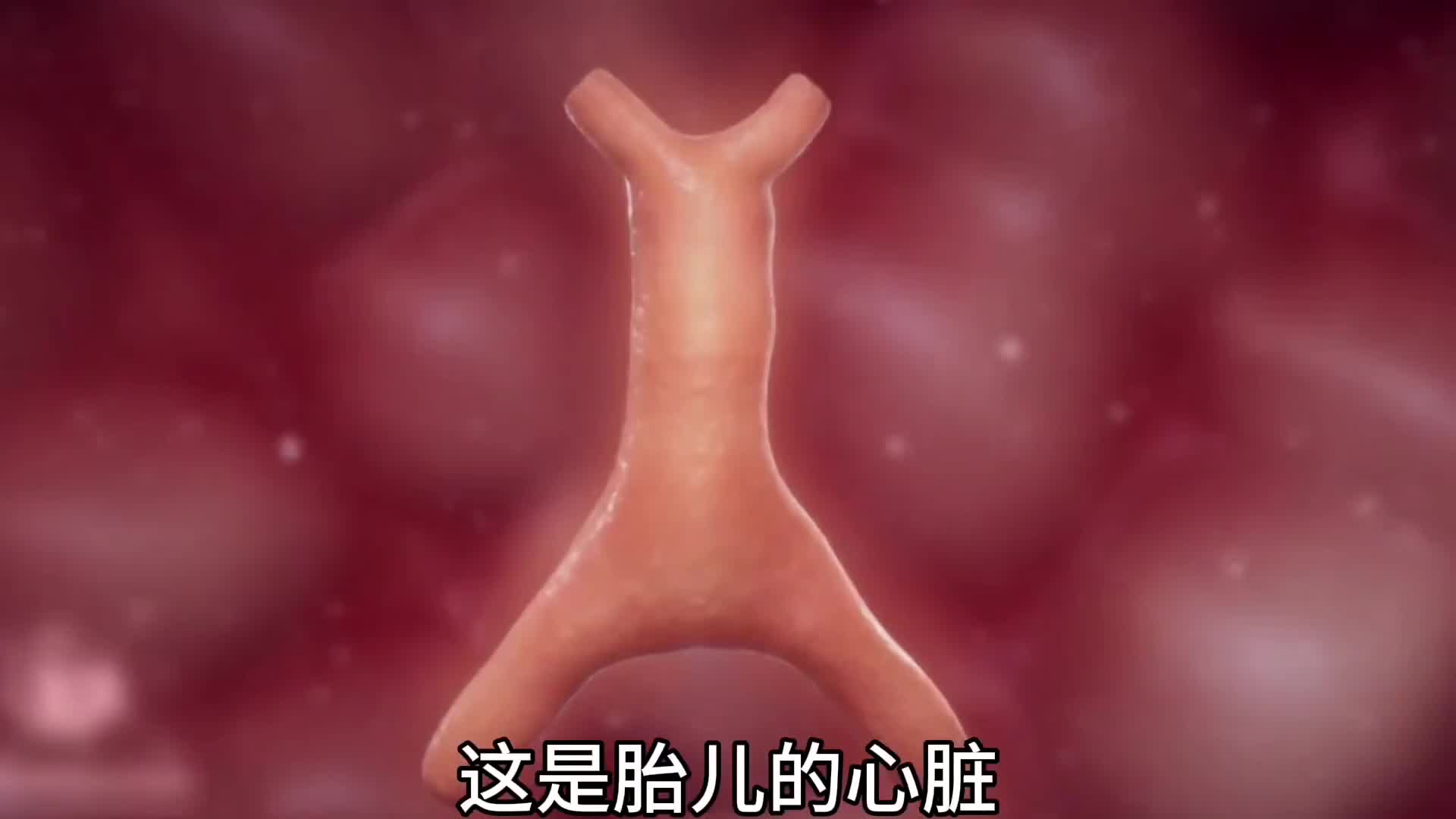 胎儿的心脏是这样的