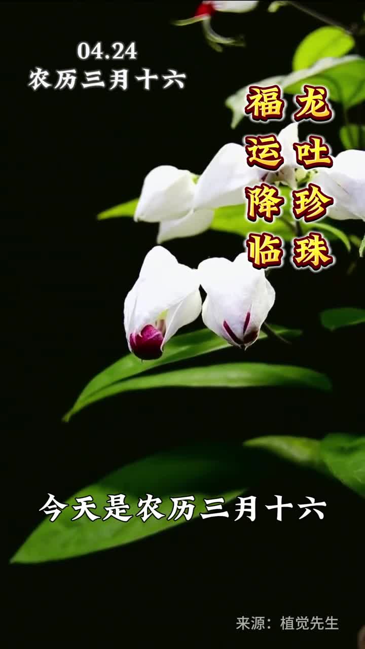龙吐珍珠福运降临