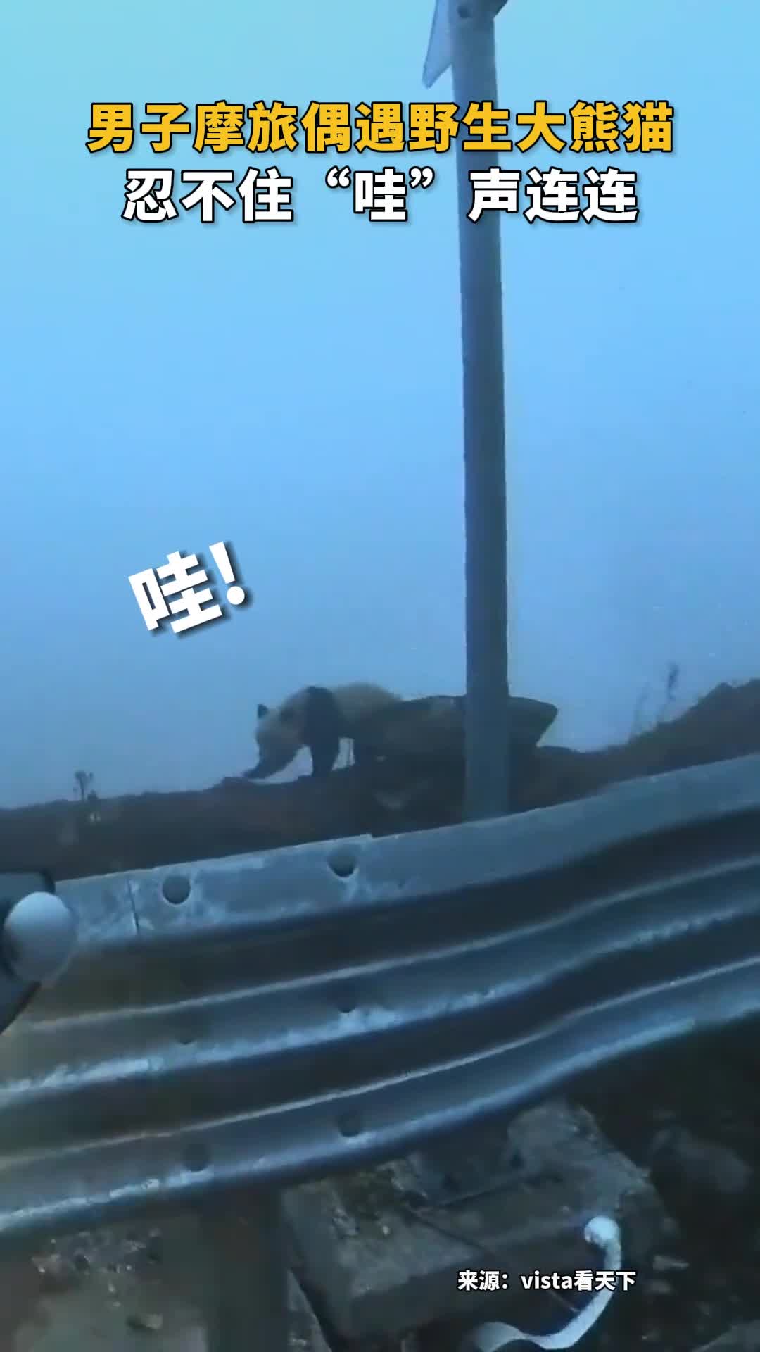 男子摩旅偶遇野生大熊猫忍不住哇声连连