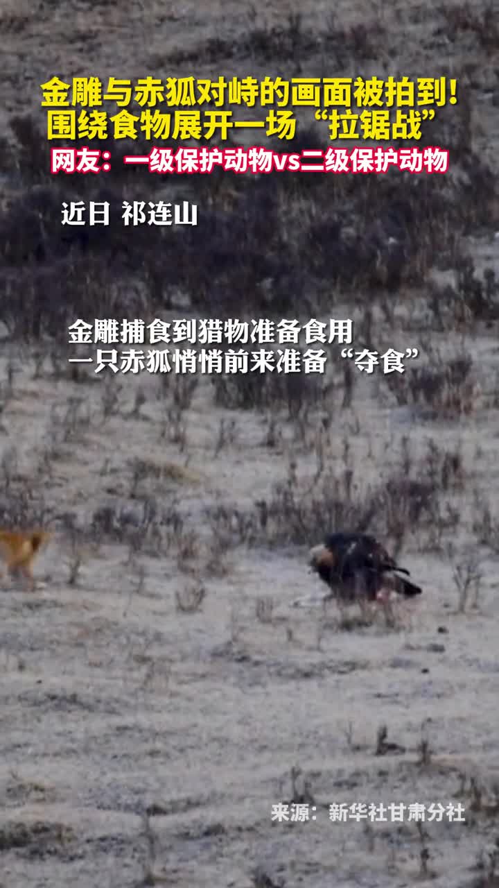 金雕与赤狐对峙的画面被拍到围绕食物展开一场拉锯战网友一级保护动物vs二级保护动物