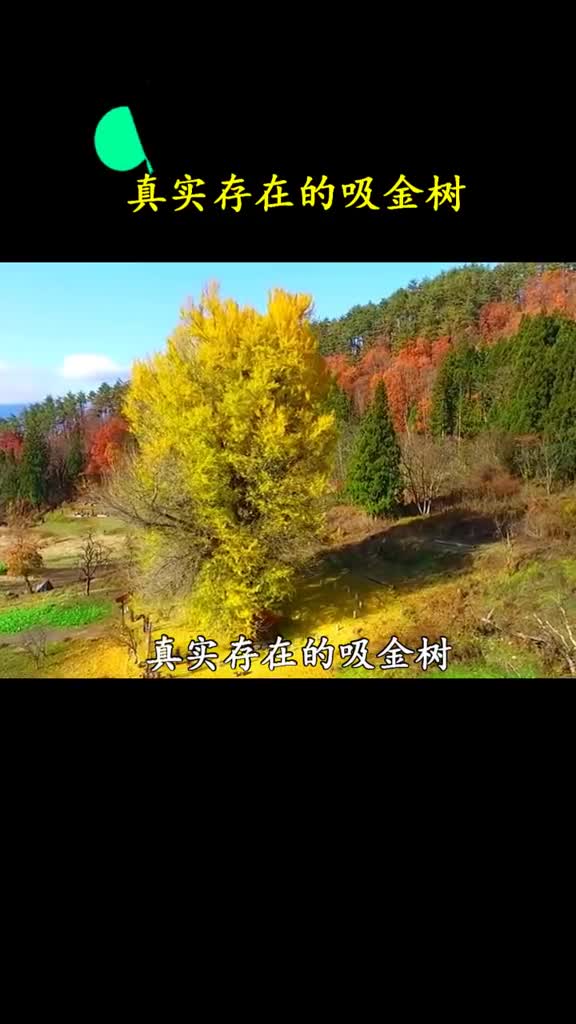 蚂蚁森林要是能种这树会发生什么