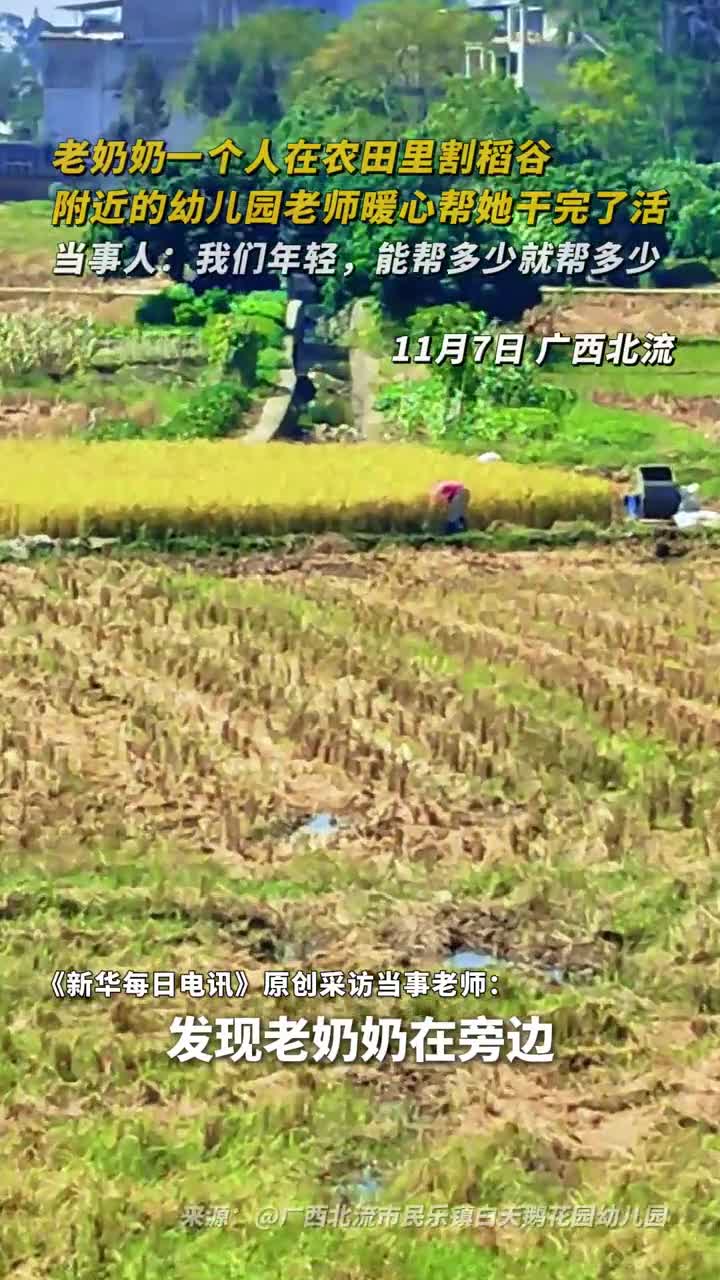 老奶奶一个人在农田里割稻谷附近的幼儿园老师暖心帮她干完了活当事人我们年轻能帮多少就帮多少广西北流市民乐镇白天鹅花园幼儿园