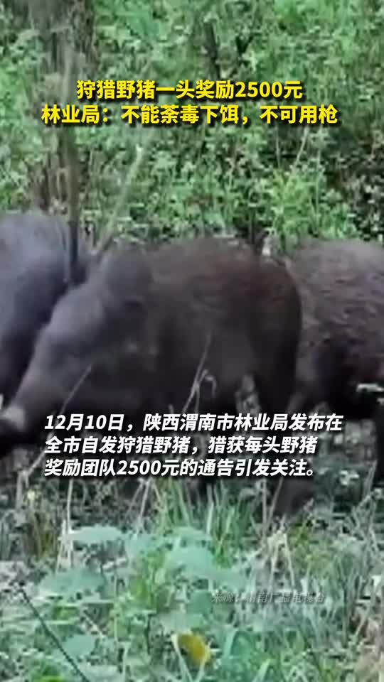 狩猎野猪一头奖励2500元林业局不能荼毒下饵不可用枪
