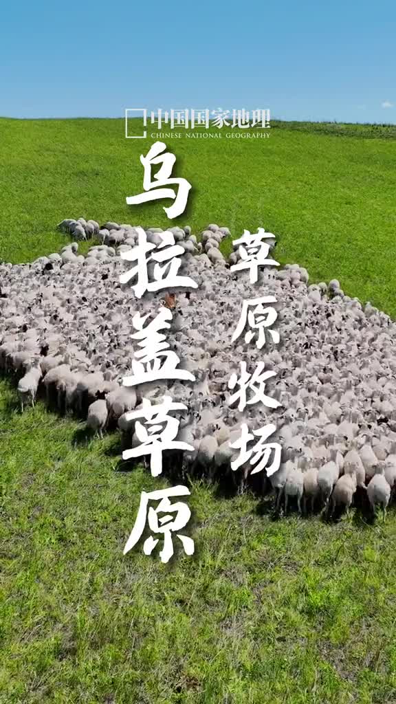 去草原一起放羊